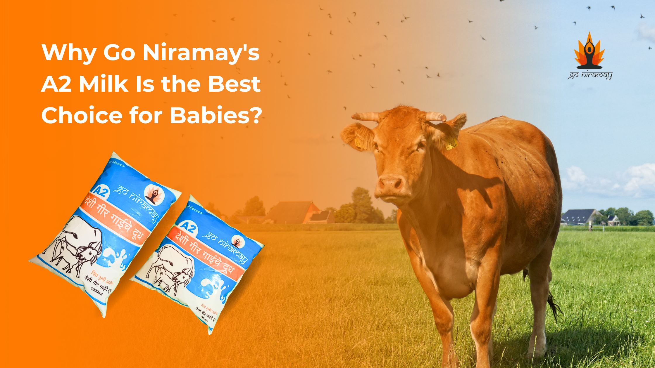 Why Go Niramay's A2 Milk Is the Best Choice for Babies